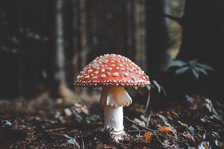 Giftiger Pilz im Wald